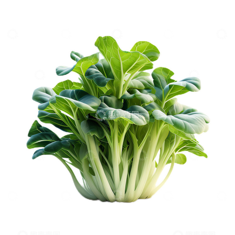 高清大图下载【趣麦麦图】3D立体真实青菜蔬菜绿色