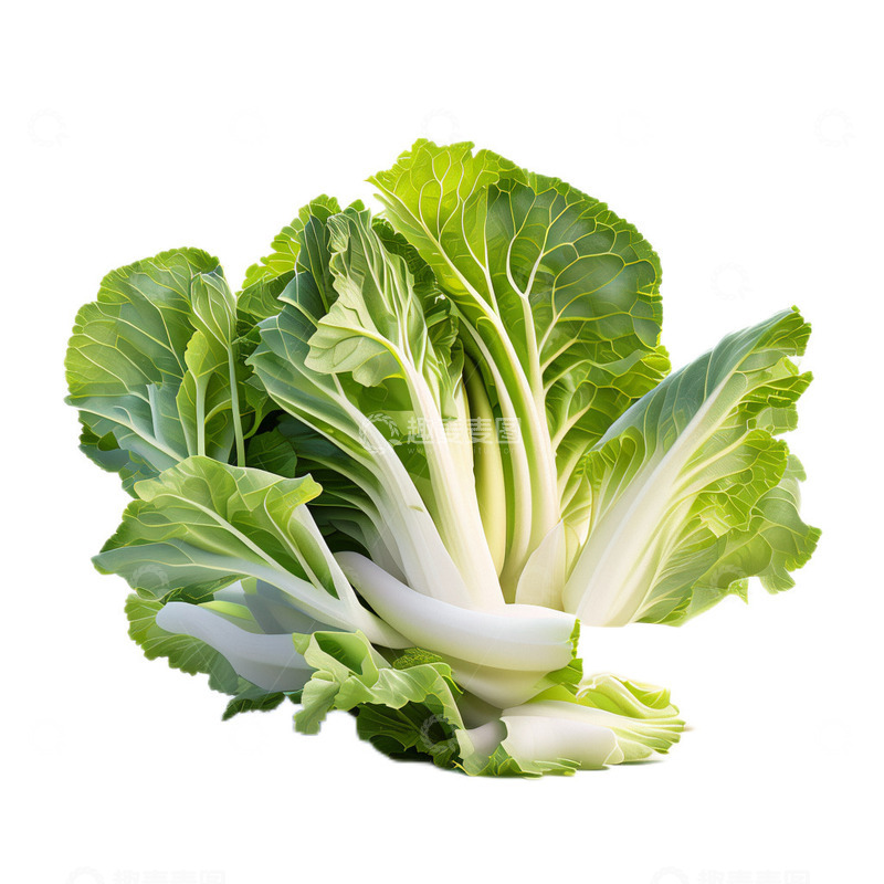 高清大图下载【趣麦麦图】3D真实立体蔬菜大白菜食材健康