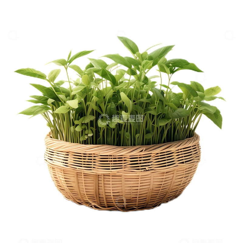 高清大图下载【趣麦麦图】3D真实立体竹筐菜苗春天幼苗