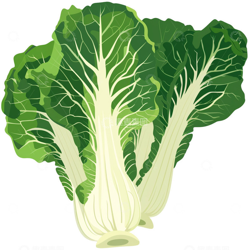 高清大图下载【趣麦麦图】大白菜卡通插画