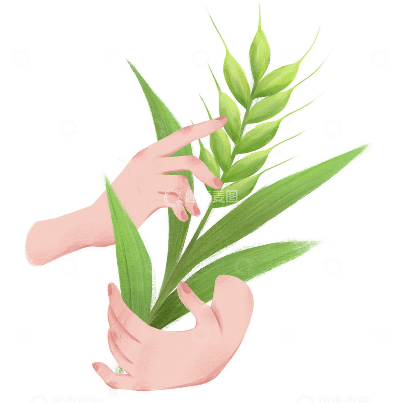 源文件下载【趣麦麦图】小满麦穗手拿麦子麦穗设计