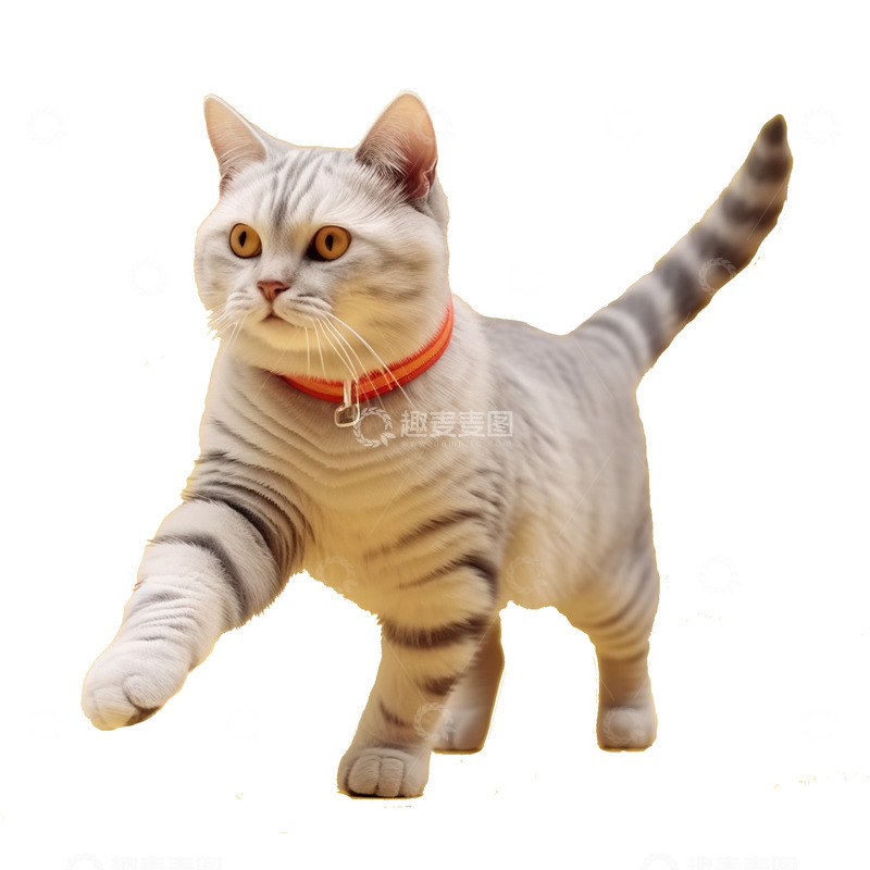 高清大图下载【趣麦麦图】真实猫咪正视图