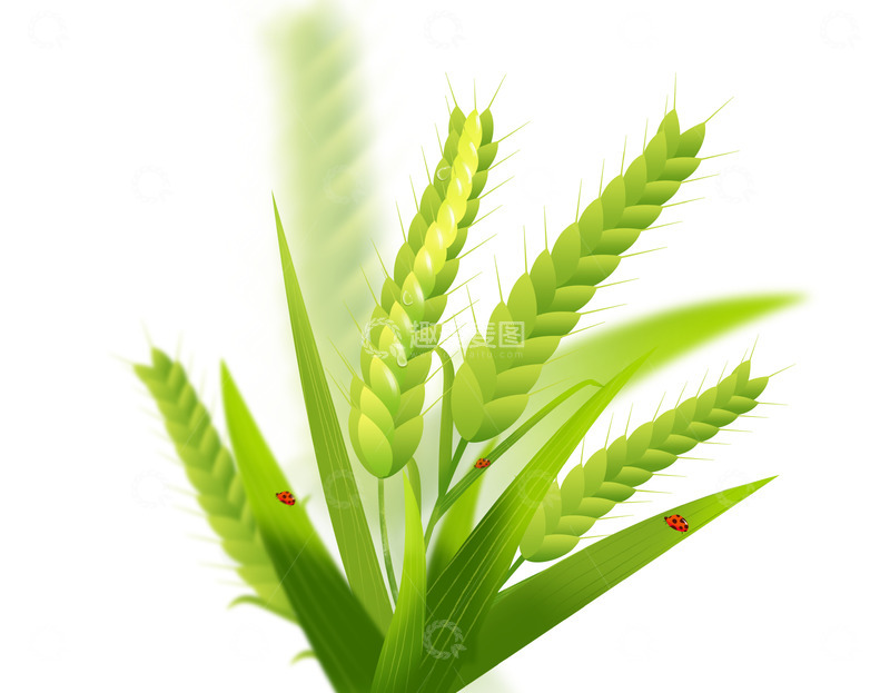 源文件下载【趣麦麦图】手绘小清新小麦稻谷麦穗海报装饰元素