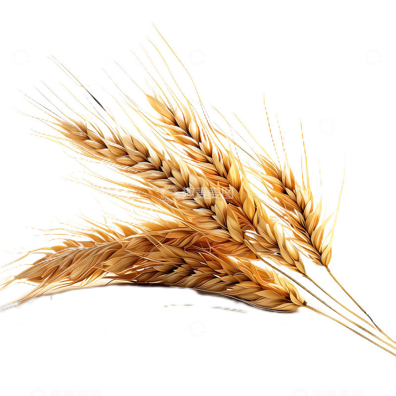高清大图下载【趣麦麦图】-3D立体卡通小麦麦穗农作物