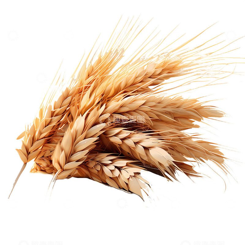 高清大图下载【趣麦麦图】3D立体卡通小麦麦穗农作物丰收