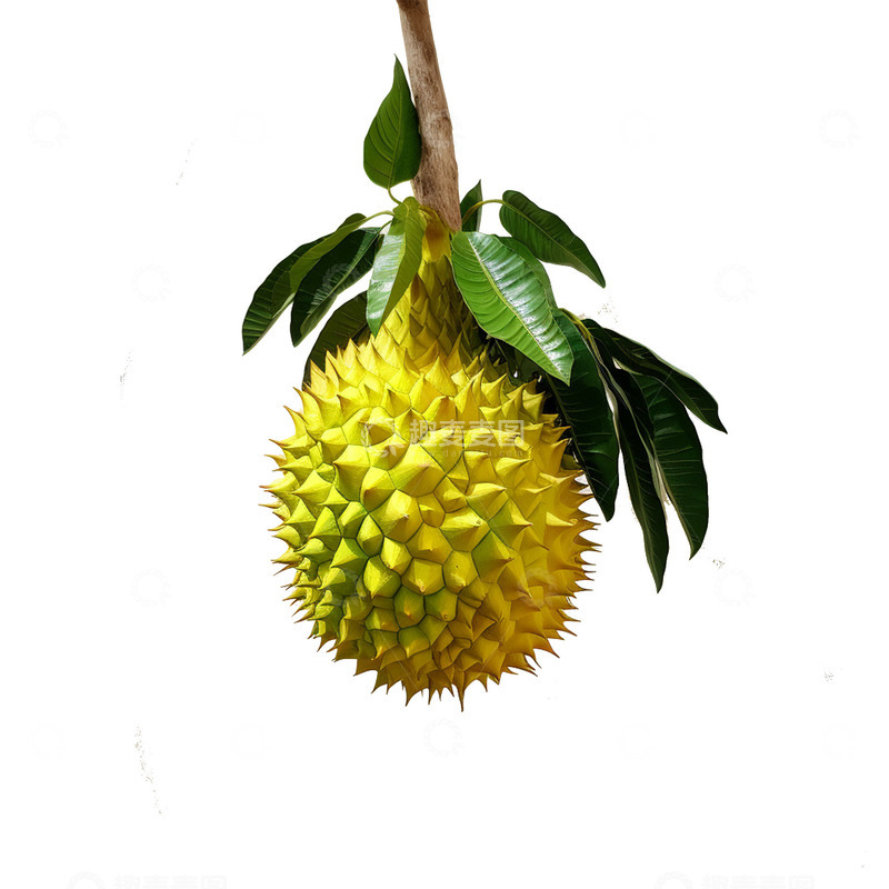 高清大图下载【趣麦麦图】枝头上的黄色榴莲