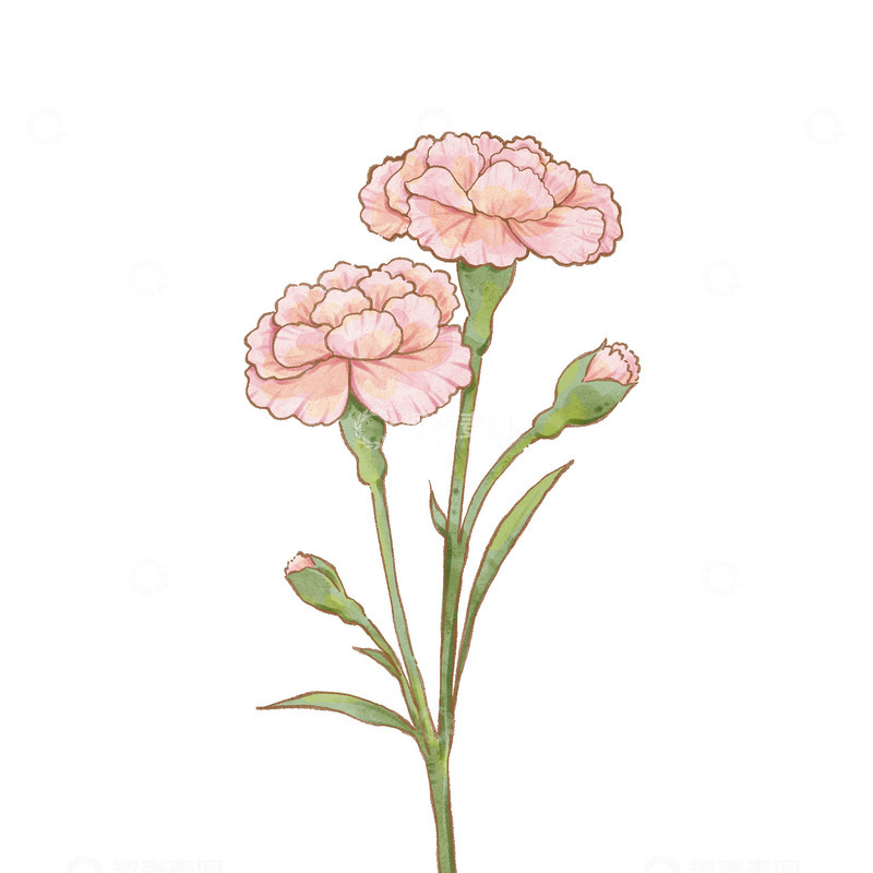 源文件下载【趣麦麦图】母亲节康乃馨花束元素
