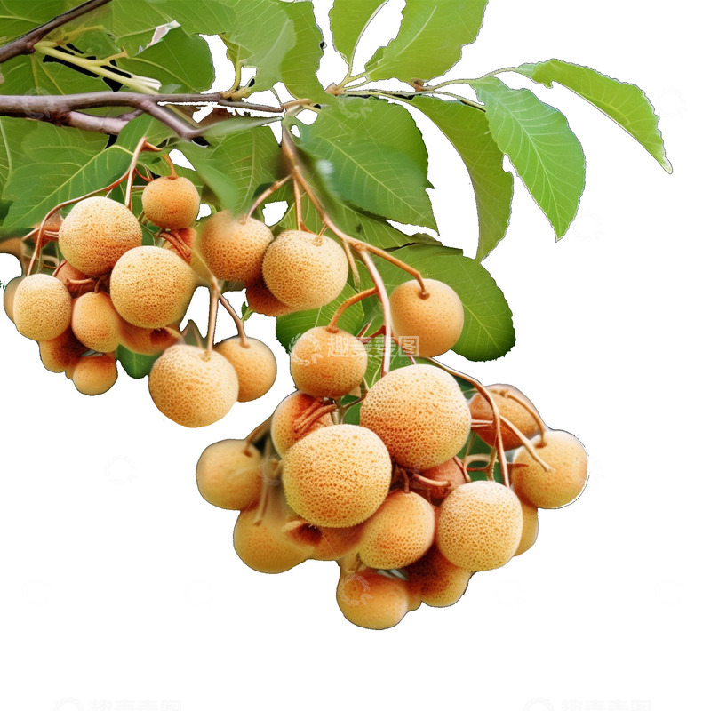 高清大图下载【趣麦麦图】枝头桂圆装饰背景