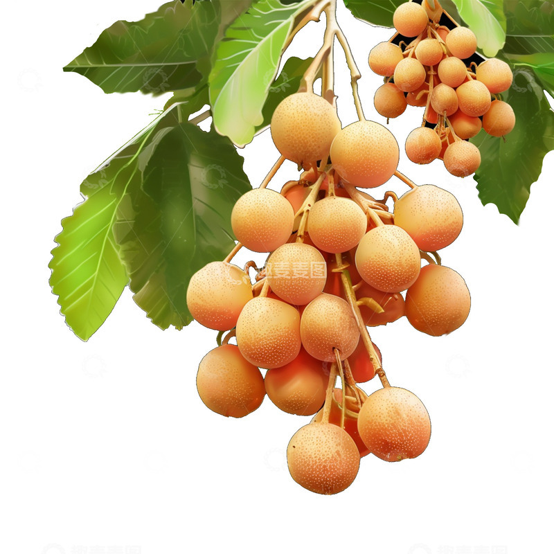 高清大图下载【趣麦麦图】枝头上的美味桂圆