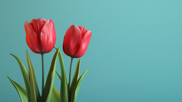 红色玫瑰蓝色背景