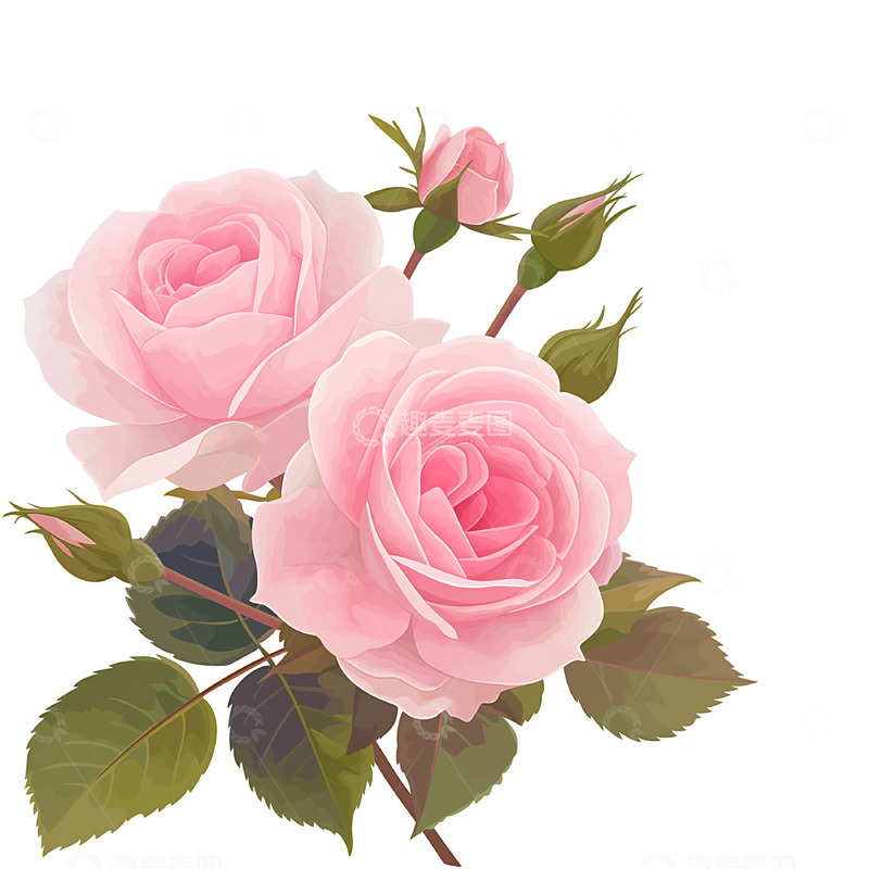 高清大图下载【趣麦麦图】粉色玫瑰手绘插画素材