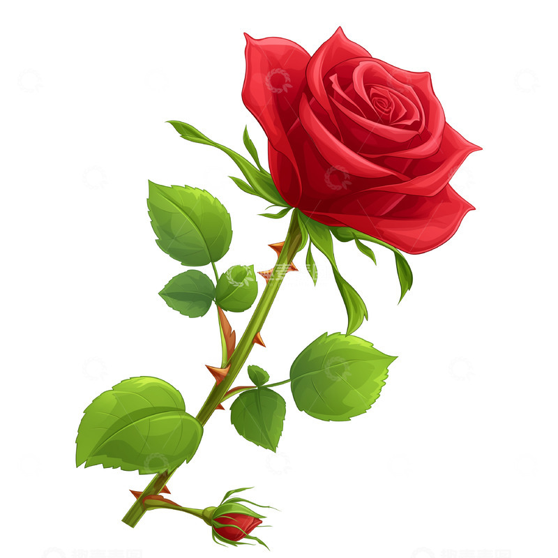 一枝红色玫瑰花手绘插画素材