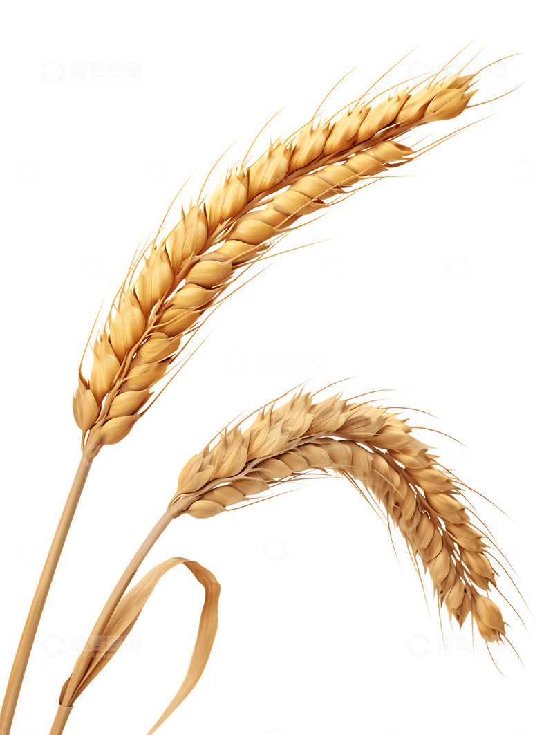 高清大图下载【趣麦麦图】麦穗小麦植物庄稼