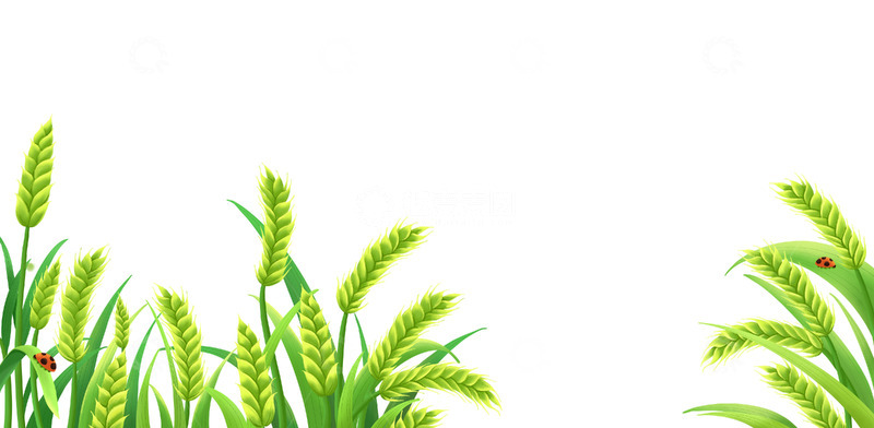 源文件下载【趣麦麦图】小满夏天麦穗稻谷麦田甲壳虫手绘元素