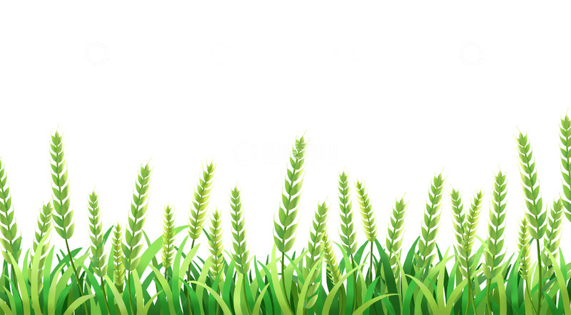 源文件下载【趣麦麦图】小满稻谷绿色麦田小麦
