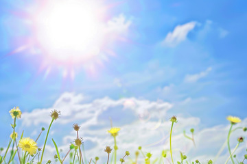 太阳花天空清新背景