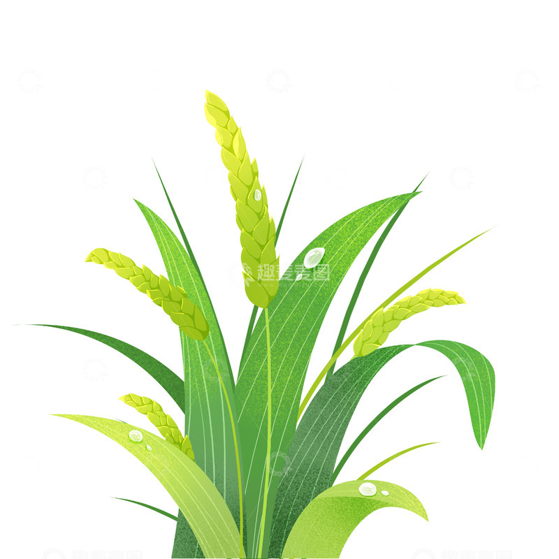 源文件下载【趣麦麦图】夏季小满稻谷麦穗