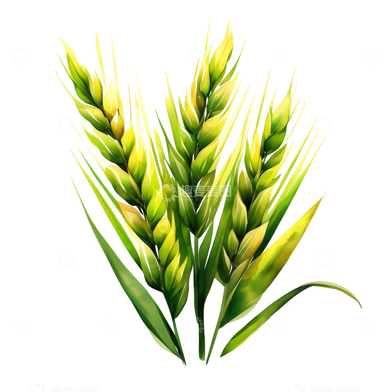高清大图下载【趣麦麦图】麦穗夏季小满