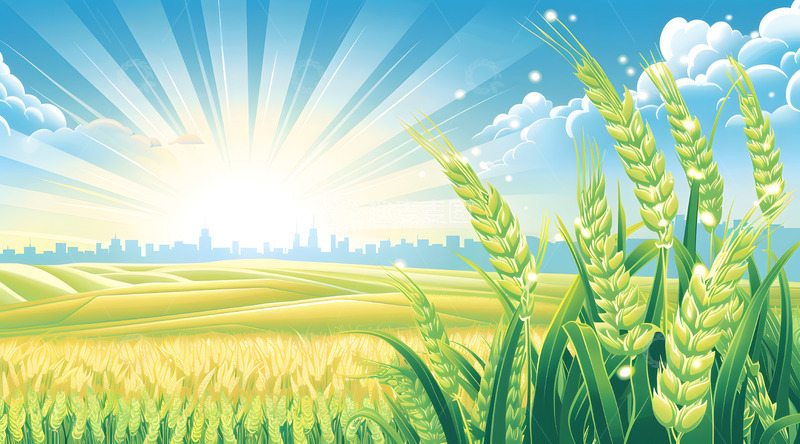 高清大图下载【趣麦麦图】二十四节气小满节气插画