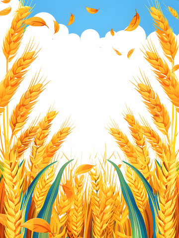 小满时节黄金稻穗白色背景图