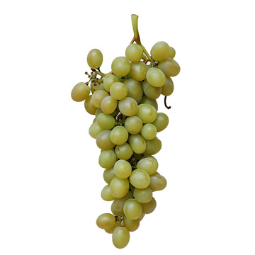 青葡萄水果果子