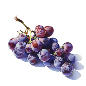 葡萄水果果子手绘