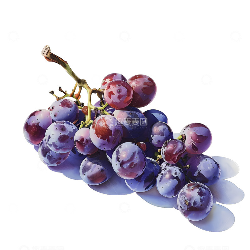 高清大图下载【趣麦麦图】葡萄水果果子手绘
