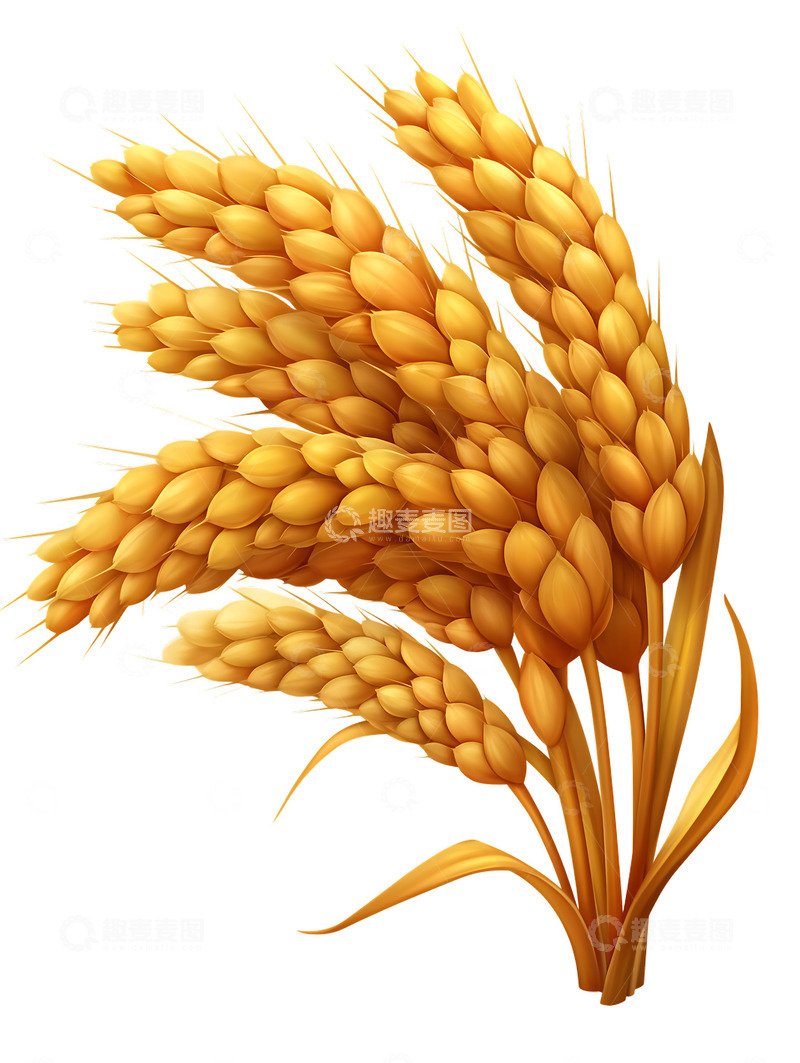 麦子大麦小麦3Dicon