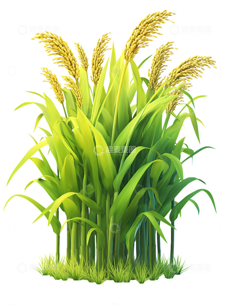 水稻麦子大麦小麦3Dicon