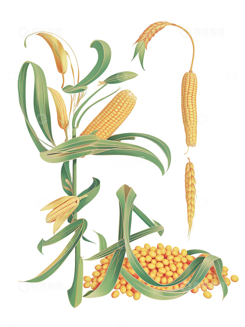 高清大图下载【趣麦麦图】立秋 字体设计 玉米