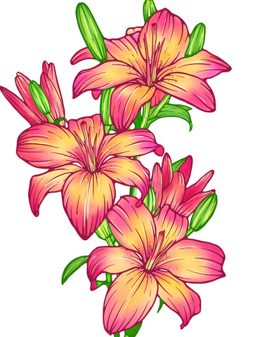 手绘插画花卉百合花
