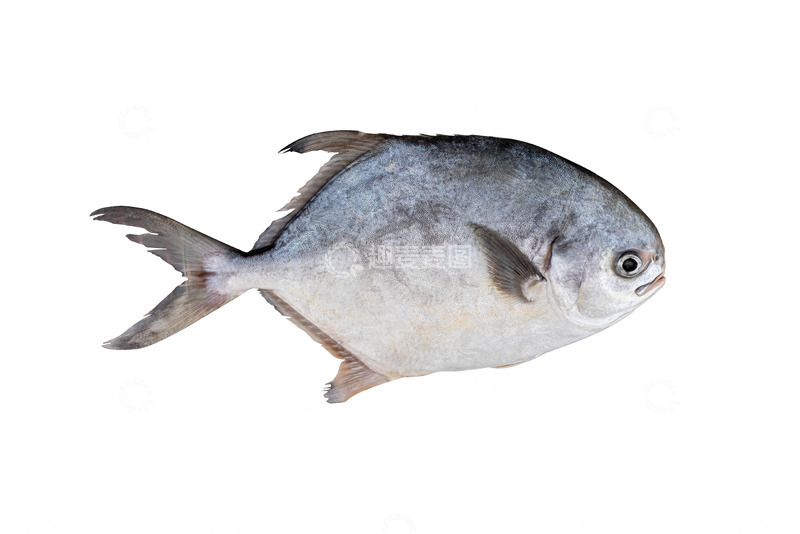 高清大图下载【趣麦麦图】海鲜大银鲳鱼