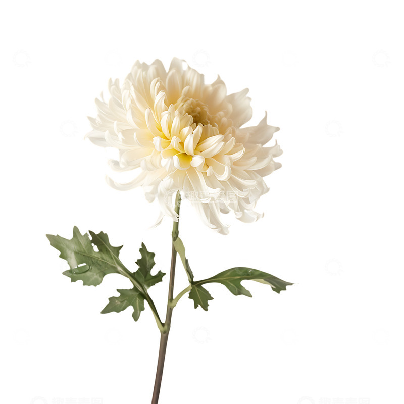 高清大图下载【趣麦麦图】白色的菊花摄影