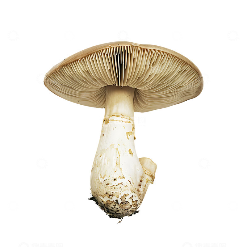 高清大图下载【趣麦麦图】白色的蘑菇食用蘑菇