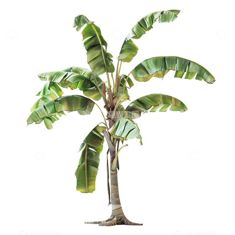 高清大图下载【趣麦麦图】香蕉树植物摄影