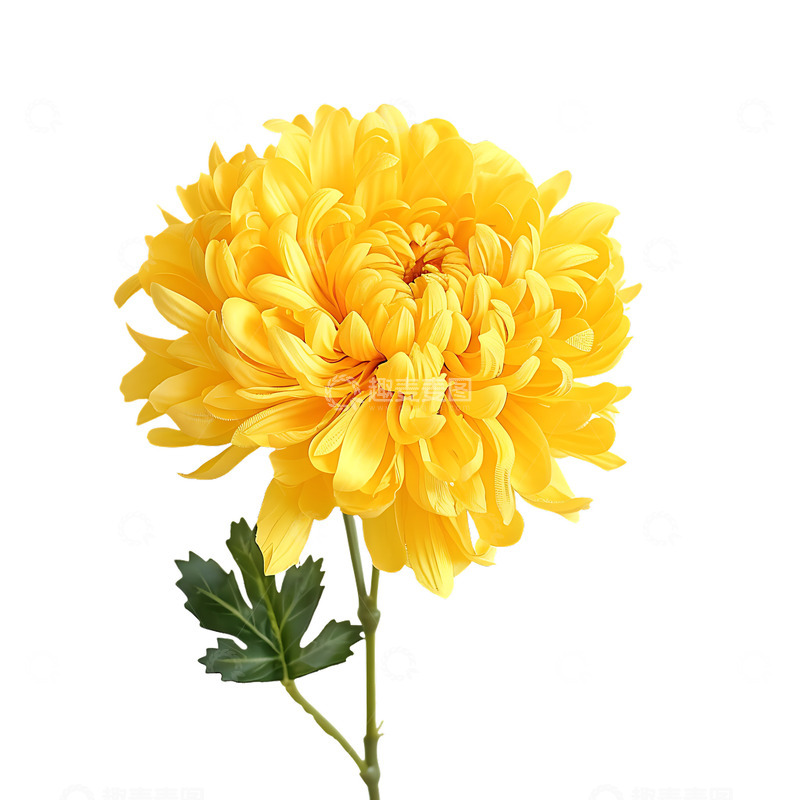 高清大图下载【趣麦麦图】菊花植物摄影拍摄黄色