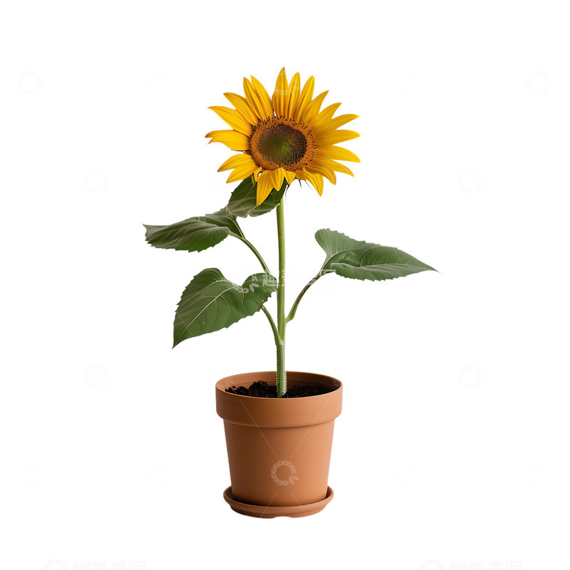 高清大图下载【趣麦麦图】向日葵植物花朵盆摘