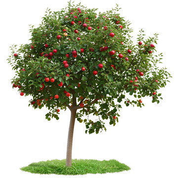 苹果树植物摄影