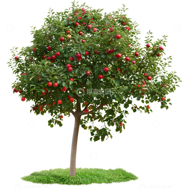 高清大图下载【趣麦麦图】苹果树植物摄影