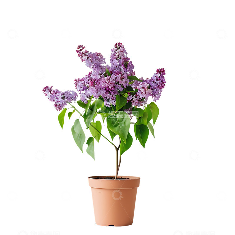 高清大图下载【趣麦麦图】丁香花盆摘植物2