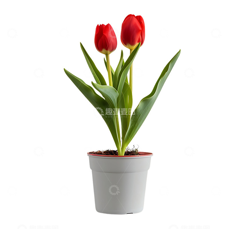 高清大图下载【趣麦麦图】红色郁金香盆摘植物