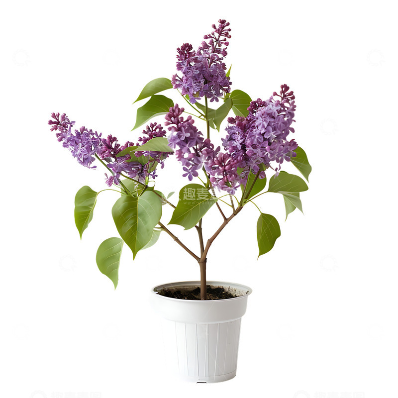 高清大图下载【趣麦麦图】丁香花盆摘植物