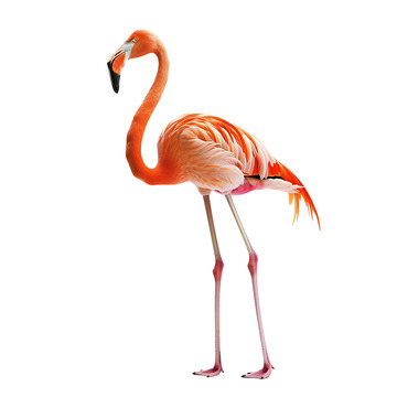 火烈鸟禽类飞鸟