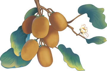 猕猴桃手绘猕猴桃花