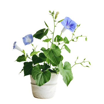 牵牛花花朵植物盆摘