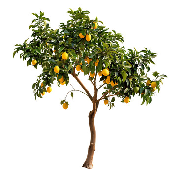 柠檬树果树柠檬