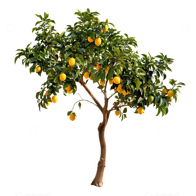 高清大图下载【趣麦麦图】柠檬树果树柠檬