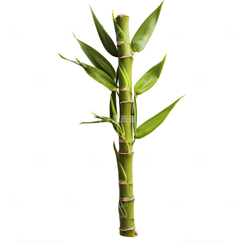 高清大图下载【趣麦麦图】竹笋竹节竹子