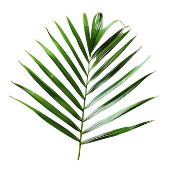 椰子椰子植物叶2