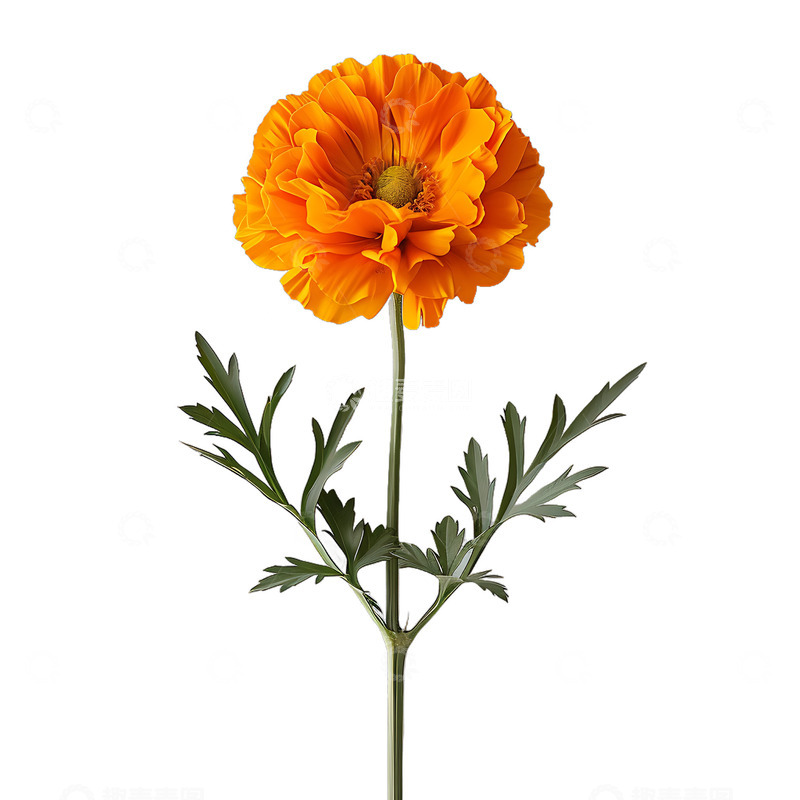 高清大图下载【趣麦麦图】金盏花植物花朵